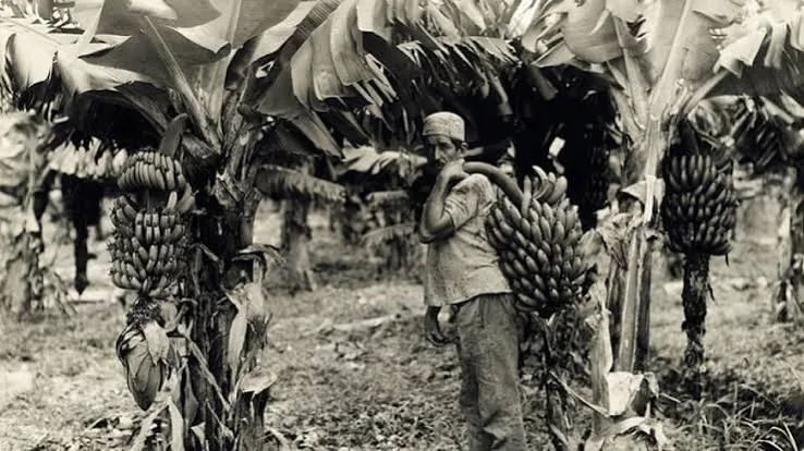 Historic photo of a worker carrying banana bunches in an Ecuadorian plantation